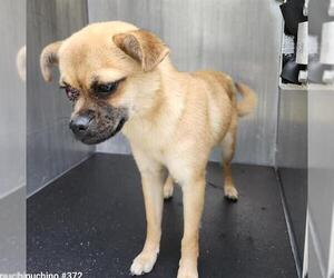 Puggle Dogs for adoption in San Antonio, TX, USA