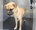 Small Puggle