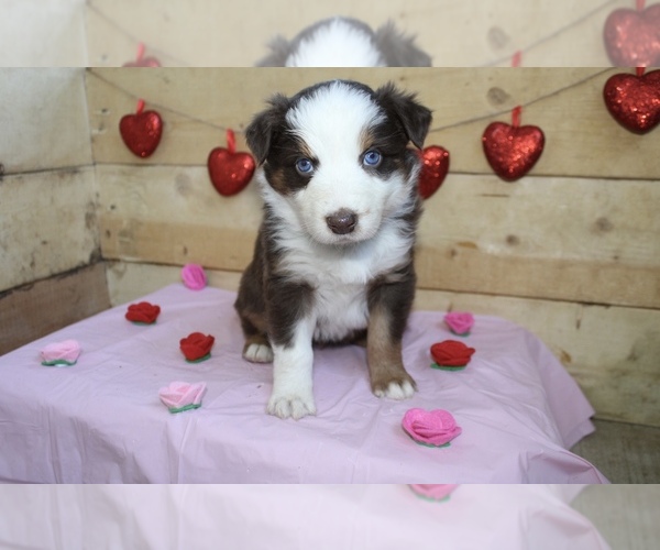 Medium Photo #1 Australian Shepherd Puppy For Sale in MARION, IN, USA