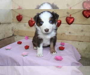 Medium Australian Shepherd