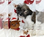 Small Photo #8 Zuchon Puppy For Sale in SYLMAR, CA, USA