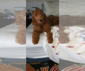 Goldendoodle Puppy for sale in BREMERTON, WA, USA