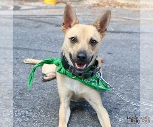 Retriever -Unknown Mix Dogs for adoption in Washington, DC, USA