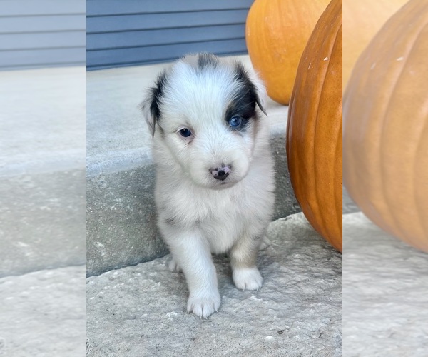 Medium Photo #4 Australian Shepherd Puppy For Sale in LODA, IL, USA