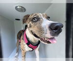 Small #4 Catahoula Leopard Dog Mix