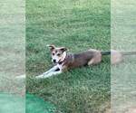 Small #3 Mutt