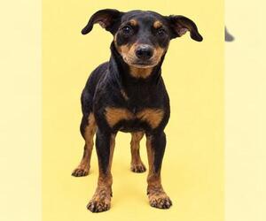 Mutt Dogs for adoption in HESPERIA, CA, USA