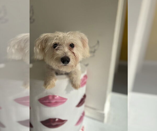 Medium Photo #3 Maltese Puppy For Sale in Studio City, CA, USA