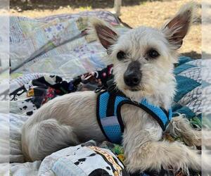 Mutt Dogs for adoption in Santa Rosa, CA, USA