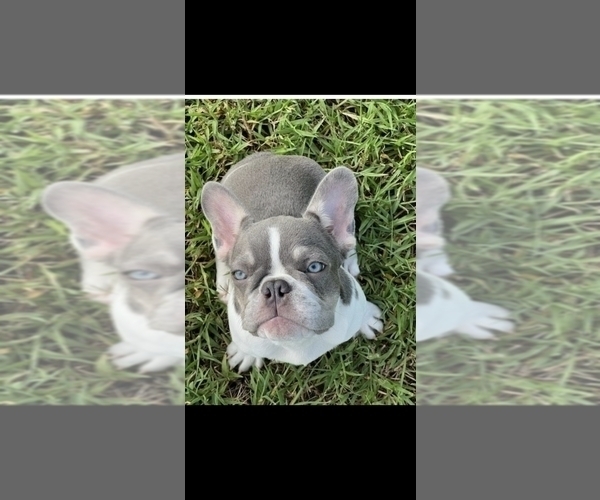 Medium Photo #1 French Bulldog Puppy For Sale in FT MYERS, FL, USA