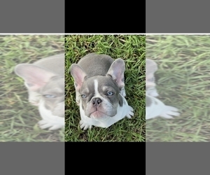 Father of the French Bulldog puppies born on 06/29/2026