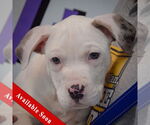 Small American Bulldog-American Staffordshire Terrier Mix