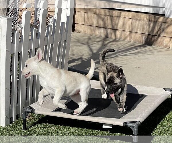 Medium Photo #13 Huskies -Unknown Mix Puppy For Sale in La Verne, CA, USA