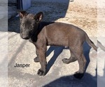 Puppy Jasper Belgian Malinois