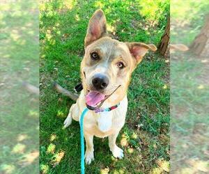 Siberian Husky-Unknown Mix Dogs for adoption in Sacramento, CA, USA