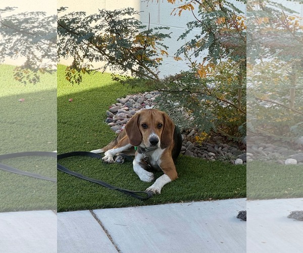 Medium Photo #2 Beagle Puppy For Sale in Las Vegas, NV, USA