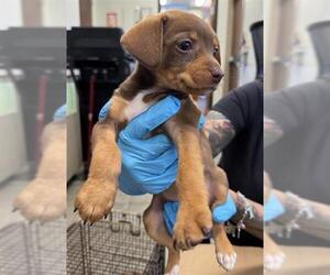 Dachshund-Unknown Mix Dogs for adoption in San Antonio, TX, USA