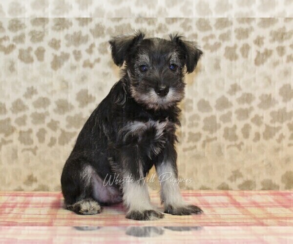 Medium Photo #4 Schnauzer (Miniature) Puppy For Sale in DENVER, PA, USA