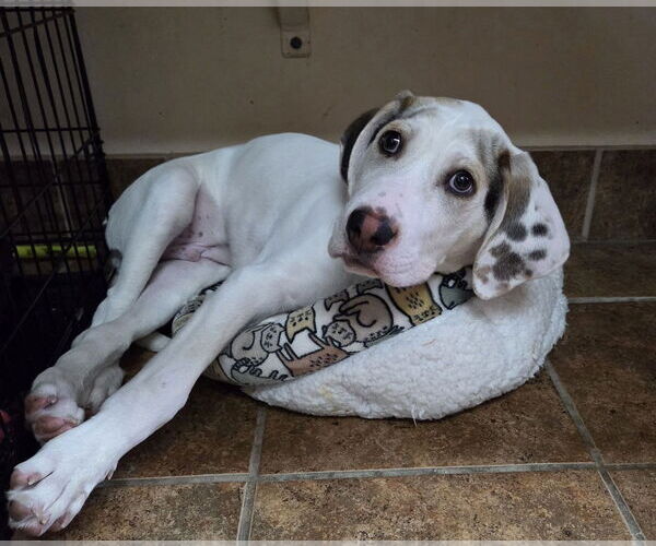 Medium Photo #1 Dalmatian-Unknown Mix Puppy For Sale in Martinsburg, WV, USA