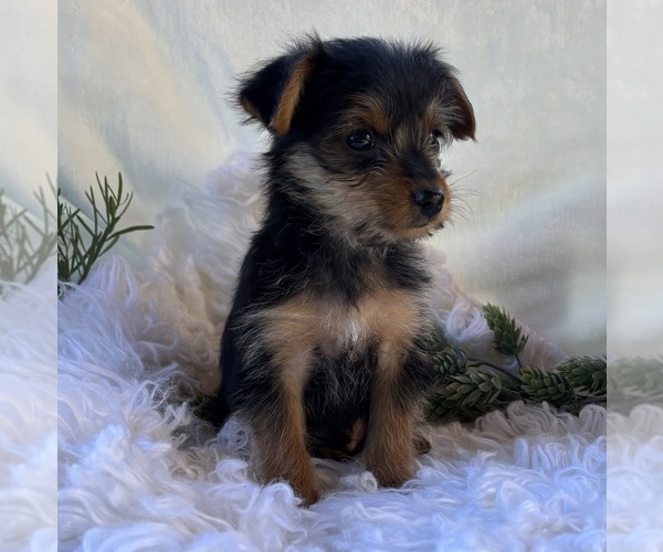 Medium Photo #8 Yorkshire Terrier Puppy For Sale in ROCK STREAM, NY, USA