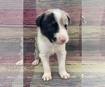 Puppy Merle w Black Border Collie