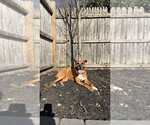 Small #13 Boxer Mix