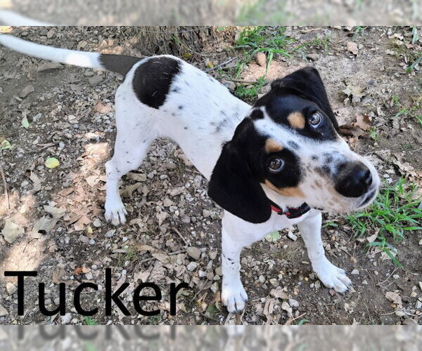 Medium Photo #1 Beagle Walker Coonhound Puppy For Sale in Mountain View, AR, USA