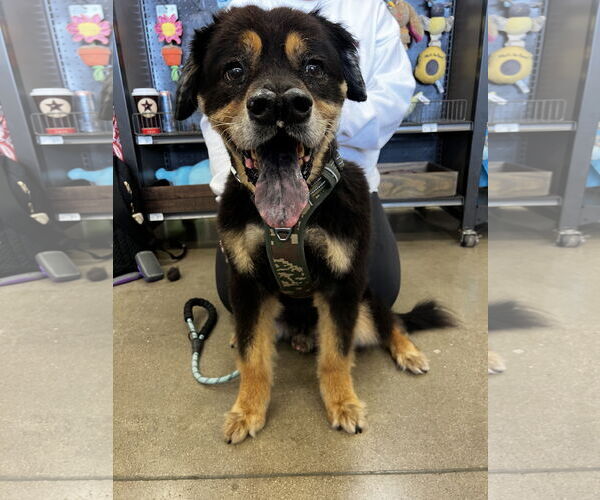 Medium Photo #4 Alaskan Malamute-Unknown Mix Puppy For Sale in Rosenberg, TX, USA