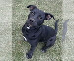 Small #7 American Staffordshire Terrier Mix