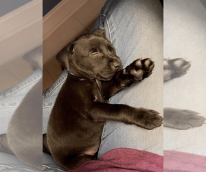 Australian Cattle Dog-Labrador Retriever Mix Puppy for sale in SEMINOLE, AL, USA