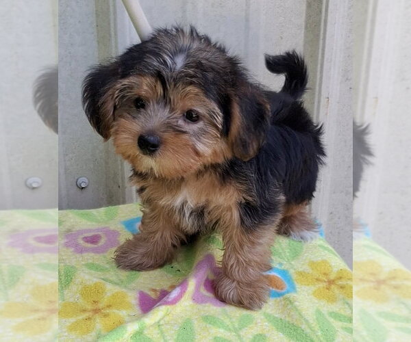 Medium Photo #3 Shih Tzu-Unknown Mix Puppy For Sale in Mountain View, MO, USA
