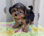 Small #2 Shih Tzu Mix