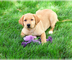 Labrador Retriever Puppy for sale in SYRACUSE, IN, USA