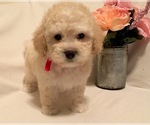 Small Photo #10 Poodle (Toy) Puppy For Sale in SAFFORD, AZ, USA