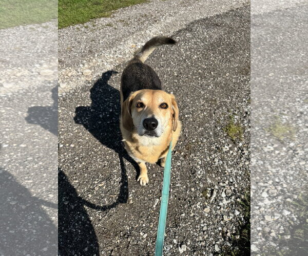 Medium Photo #1 Beagle-Unknown Mix Puppy For Sale in Williamsburg, IA, USA