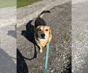 Beagle-Unknown Mix Dogs for adoption in Williamsburg, IA, USA