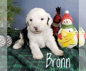 Sheepadoodle Puppy for sale in CEDAR GAP, MO, USA