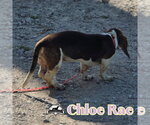 Small Photo #7 Basschshund Puppy For Sale in San Antonio, TX, USA