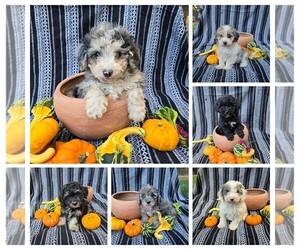 Poodle (Miniature) Litter for sale in CANON CITY, CO, USA
