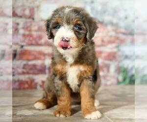 Miniature Bernedoodle Puppy for sale in DALTON, OH, USA
