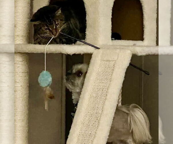 Medium Photo #3 Maltese-Unknown Mix Puppy For Sale in Spring Lake, NC, USA