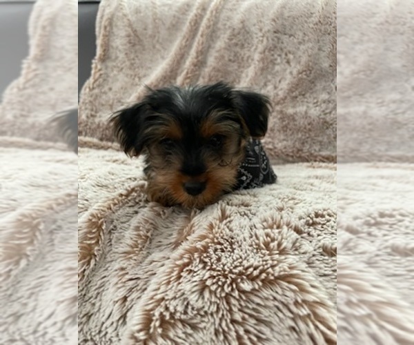 Medium Photo #4 Yorkshire Terrier Puppy For Sale in CERES, CA, USA