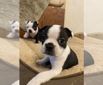 Image preview for Ad Listing. Nickname: Dot