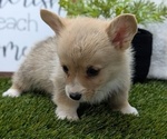 Small #5 Pembroke Welsh Corgi