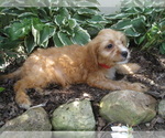 Small Photo #4 Cavapoo Puppy For Sale in SHILOH, OH, USA