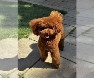 Father of the Poodle (Toy) puppies born on 07/16/2025