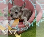 Puppy Harley French Bulldog