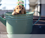 Puppy Hazel Goldendoodle (Miniature)
