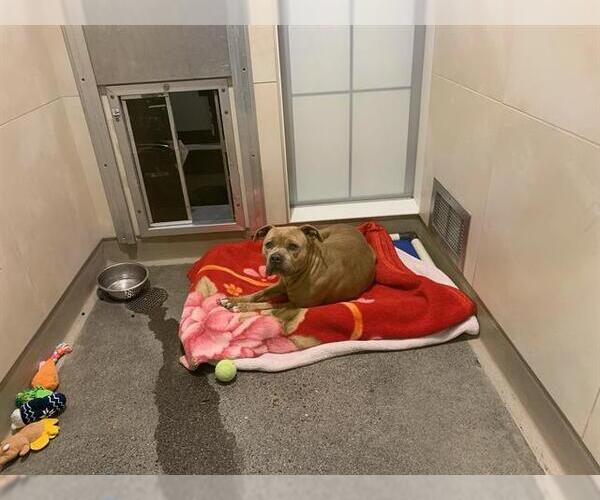 Medium Photo #1 Mutt Puppy For Sale in Berkeley , CA, USA