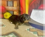 Small #8 Morkie